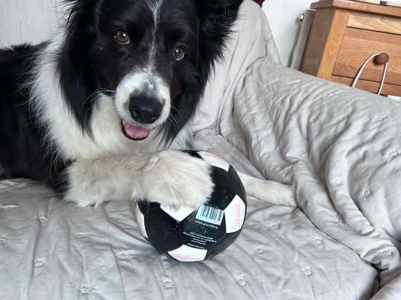 <p>Squad dog Dylan is a bit of a baller, even if his owner Christina isn’t a football fan</p>
