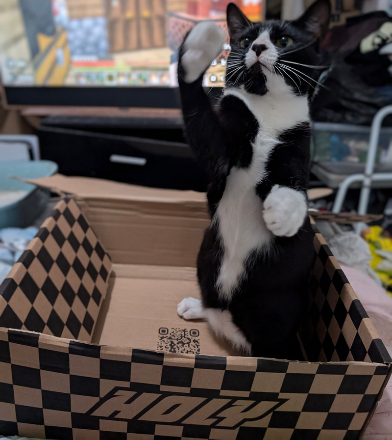 <p>Squad member Abbie’s cat Gizmo showing us his leathel&nbsp;</p>